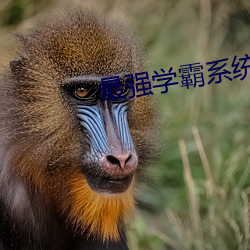 最强学霸系统