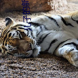 儿子的(de)新婚迷局