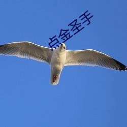 點金聖手
