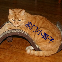 豪门小妻子