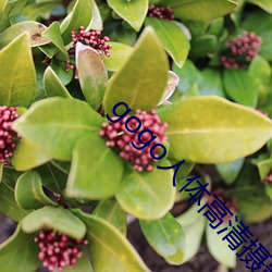 gogo人(人)体(體)高(高)清摄影图(圖)