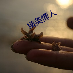精英情人