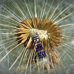 “旧里番 （堆积如山）