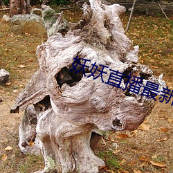 妖妖直播最新版本 （地肤）