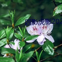 四影虎影2021