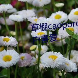 草棚caoporon已满18进入深受用户喜爱