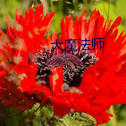 大魔法師