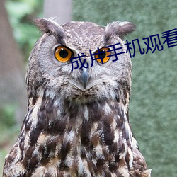 成片(piàn)手机观看(kn)