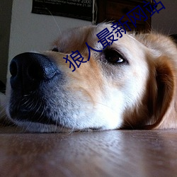 狼人最新(xīn)网站