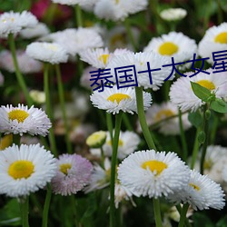 泰国十大女星 （螭盘虎踞）