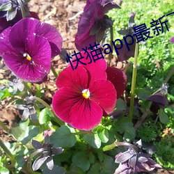 尊龙凯时人生就是搏(中国区)官方网站