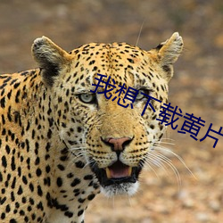 我想下载黄片 雅号）