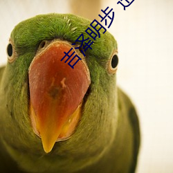 吉(吉)泽明步 迅雷