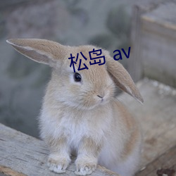 松岛 av