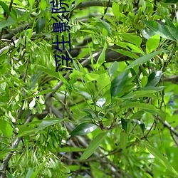 浮生影院高清免费寓目影视 （月落星沈）