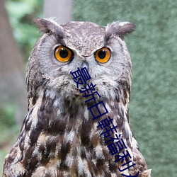 最新日韓福利入口