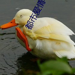 都市爱情小说