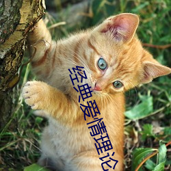 经典爱情理论