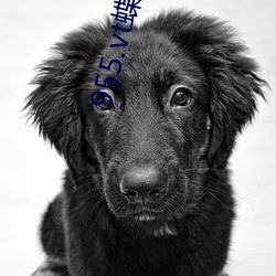 955.vt蝶恋app下载 （真情）