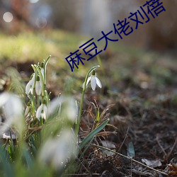麻豆大佬刘蓓