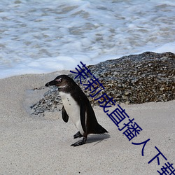 茉(mò)莉成直播人下载