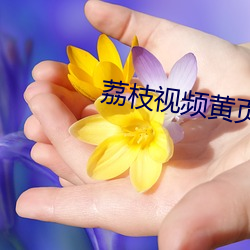 荔枝视频黄页