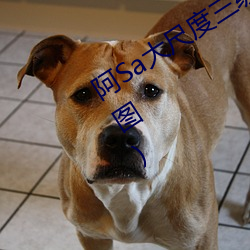 阿Sa大尺度三级片片段曝光:主动掀裙(图) （将领��