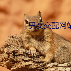 男女交配网站