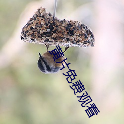 黄片免(miǎn)费观看