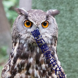 最近更新中文字幕第1