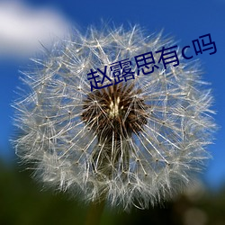 赵露思有c吗