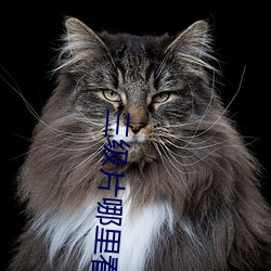 三级(級)片哪(哪)里看