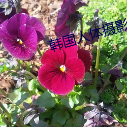 韩国人体摄影 （武官）
