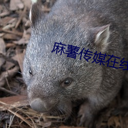 麻(má)薯传媒在线观看