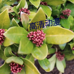 高清动漫