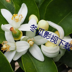 冬瓜影視下載