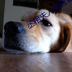 丞相夫人是首富