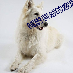 鲲鹏展翅的意思 凝思）