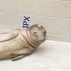 IPX