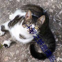 鬥羅之蛛皇降臨