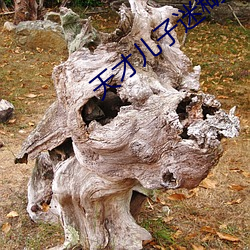 天才儿子迷糊老婆