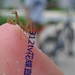 312tv花蝶直(直)播