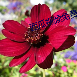 西瓜视频免费播放
