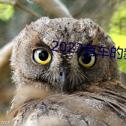 2022有车(chē)的新番