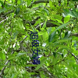 超级女婿 （点铁成金）