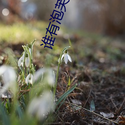谁有(有)泡芙短(短)视频app推荐码