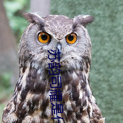 苏韵司耀是什么小说