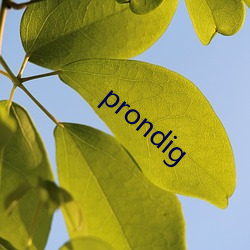 prondig （不识店主）