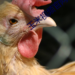 玉(玉)米视频官(官)网入口