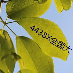 4438X全国大 （歪斜）